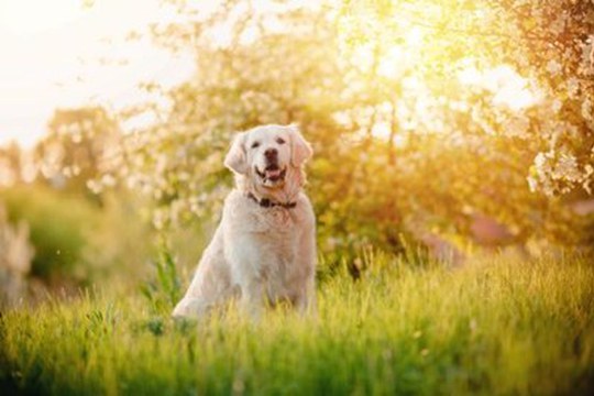 L’attività fisica è fondamentale per rallentare la degenerazione cognitiva nei cani (e nell’uomo)